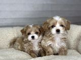 Minik Dost Maltipoo Bebekler