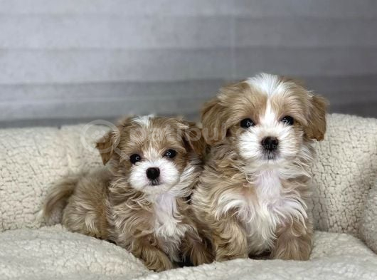 Minik Dost Maltipoo Bebekler görsel