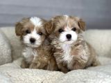 Minik Dost Maltipoo Bebekler