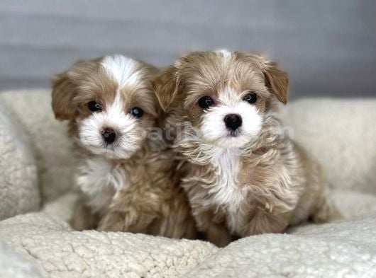 Minik Dost Maltipoo Bebekler görsel