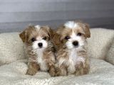 Minik Dost maltipoo bebekler