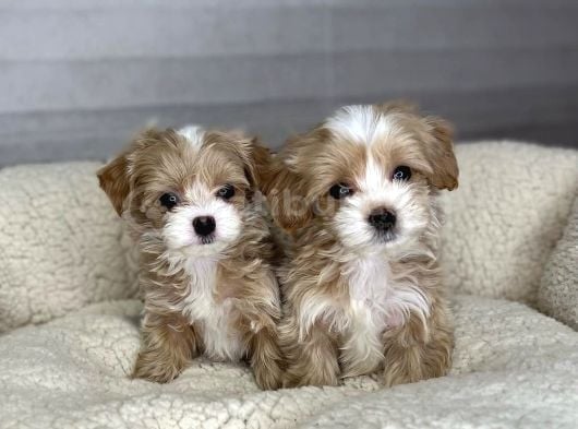 Minik Dost maltipoo bebekler
