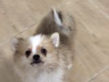 Sağlıklı Pomeranian Yavrular