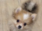 Sağlıklı Pomeranian Yavrular