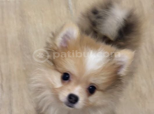 Sağlıklı Pomeranian yavrular