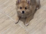 Sağlıklı Pomeranian Yavrular