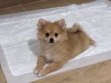 Sağlıklı Pomeranian Yavrular