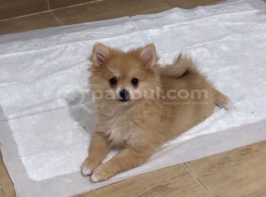 Sağlıklı Pomeranian Yavrular görsel