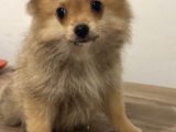 Sağlıklı Pomeranian Yavrular