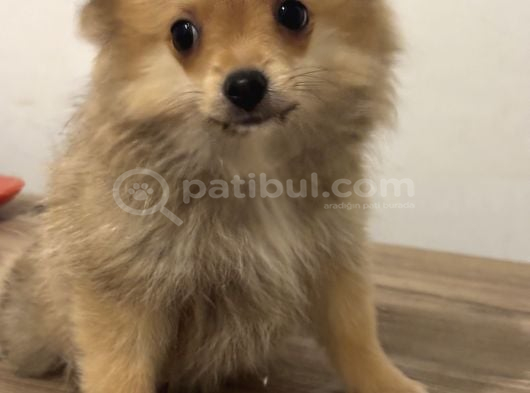 Sağlıklı Pomeranian Yavrular görsel