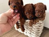 A KALİTE TOY POODLE YAVRULAR