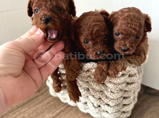 A Kali̇te Toy Poodle Yavrular