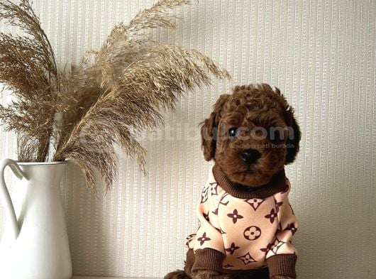 Ev Doğumu Poodle Bebişler görsel