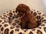 Toy Ve Teacup Poodle Bebekler