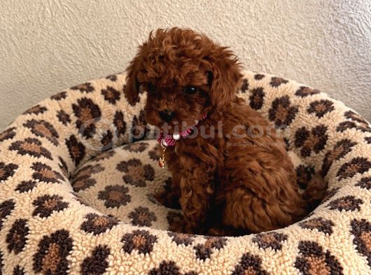 Toy Ve Teacup Poodle Bebekler görsel