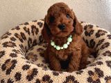 Toy Ve Teacup Poodle Bebekler