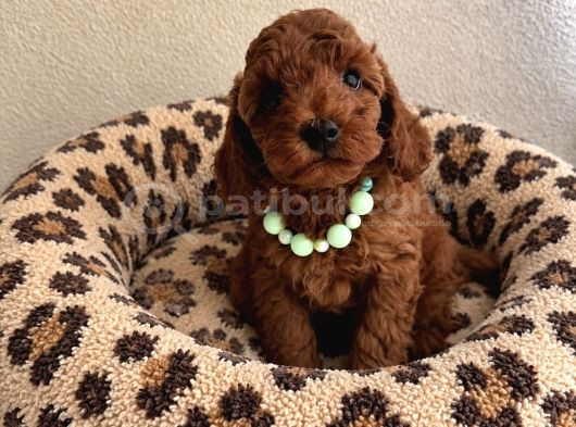Toy Ve Teacup Poodle Bebekler görsel