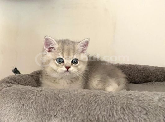 Ay11 Erkek Ayı Kafa British Shorthair