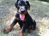 Pi̇yasa Canavari Sanat Eseri̇ Dobermanss