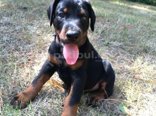 Pi̇yasa Canavari Sanat Eseri̇ Dobermanss görsel