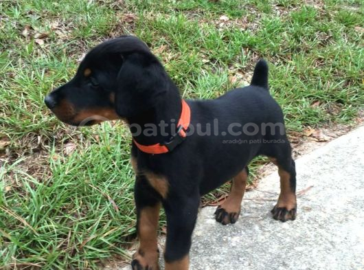 Pi̇yasa Canavari Sanat Eseri̇ Dobermanss görsel