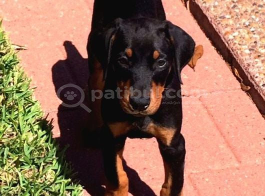 Pi̇yasa Canavari Sanat Eseri̇ Dobermanss görsel