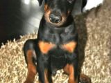Pi̇yasa Canavari Sanat Eseri̇ Dobermanss