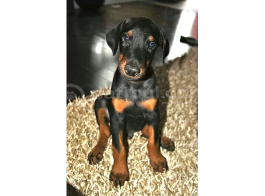 Pi̇yasa Canavari Sanat Eseri̇ Dobermanss görsel