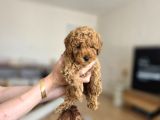 Toy Poodle Yavrumuz Muğla