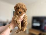 Toy Poodle Yavrumuz Muğla