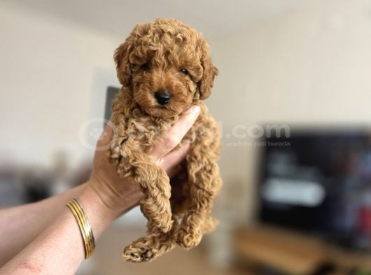 Toy Poodle Yavrumuz Muğla görsel