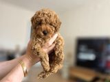 Toy Poodle Yavrumuz Muğla