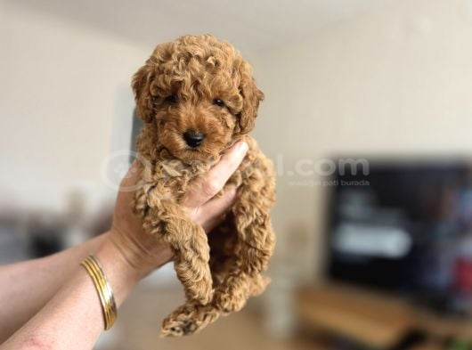 Toy Poodle Yavrumuz Muğla