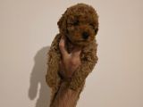 Toy Poodle Yavrumuz Muğla