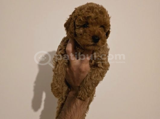 Toy Poodle Yavrumuz Muğla görsel