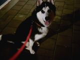 Sibirya kurdu-Husky