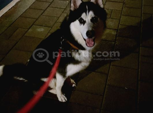 Sibirya kurdu-Husky