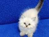 Long Hair Mavi Boncuk Silver Yavrumuz Teslime Hazırdır
