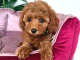 Toy Poodle Sevi̇mli̇ Yavrular