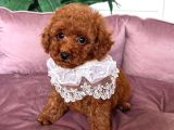 TOY POODLE SEVİMLİ YAVRULAR