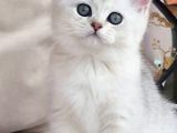 Siyah Ve Beyazın Uyumu Ns24 British Shorthair