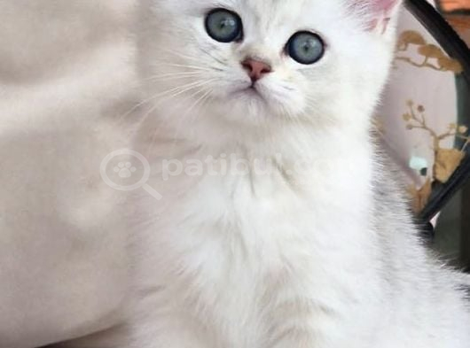 Siyah Ve Beyazın Uyumu Ns24 British Shorthair görsel