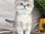 Mavi ve sarının mükemmel dansı blue Golden british shorthair