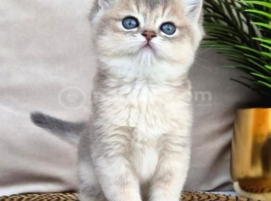Mavi Ve Sarının Mükemmel Dansı Blue Golden British Shorthair