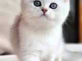Siyah ve beyazın uyumu ns24 british shorthair