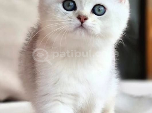 Siyah ve beyazın uyumu ns24 british shorthair