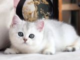 Siyah Ve Beyazın Uyumu Ns24 British Shorthair