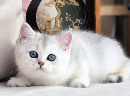 Siyah Ve Beyazın Uyumu Ns24 British Shorthair görsel