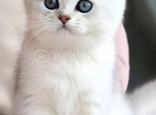 Siyah Ve Beyazın Uyumu Ns24 British Shorthair görsel
