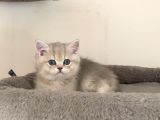 Ay11 Erkek Ayı Kafa British Shorthair